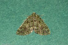 Austrocidaria callichlora