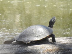 Pseudemys concinna concinna