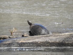 Pseudemys concinna concinna