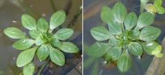 Callitriche obtusangula