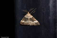 Pseudocoremia pergrata