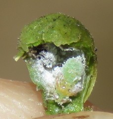 Gyropsylla ilecis