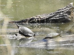 Pseudemys concinna concinna