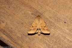 Helicoverpa armigera conferta