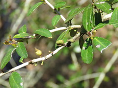 Gyropsylla ilecis