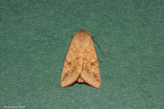 Helicoverpa armigera conferta