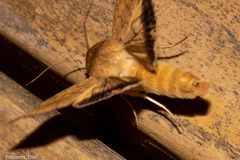 Helicoverpa armigera conferta