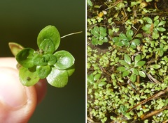 Callitriche obtusangula