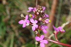 Stylidium montanum