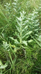 Ambrosia cheiranthifolia