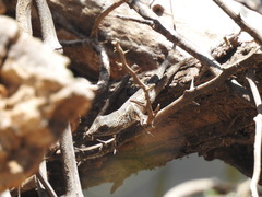 Sceloporus olivaceus