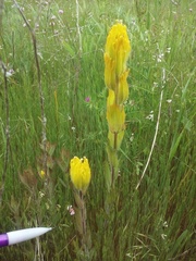 Castilleja levisecta