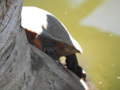 Pseudemys concinna concinna