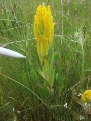 Castilleja levisecta