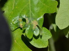 Neuroterus saltatorius