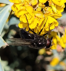 Copestylum comstocki