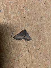 Nycticleptes lechriodesma