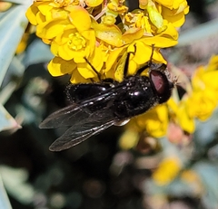 Copestylum comstocki