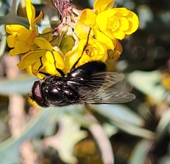 Copestylum comstocki