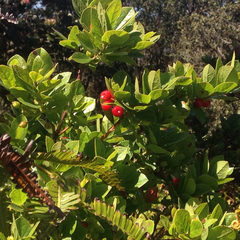 Vaccinium calycinum