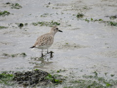 Pluvialis squatarola