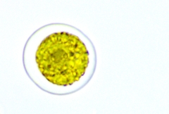 Haematococcus