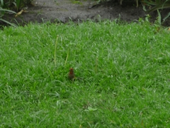 Haemorhous mexicanus