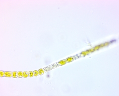 Neonema