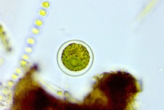 Haematococcus