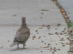 Streptopelia decaocto