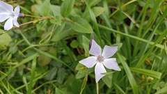 Vinca difformis difformis