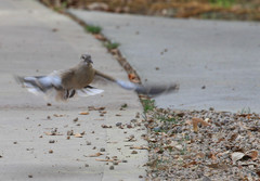 Streptopelia decaocto