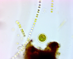 Haematococcus