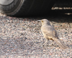 Toxostoma curvirostre