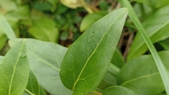 Vinca difformis difformis