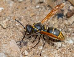 Pachodynerus guadulpensis