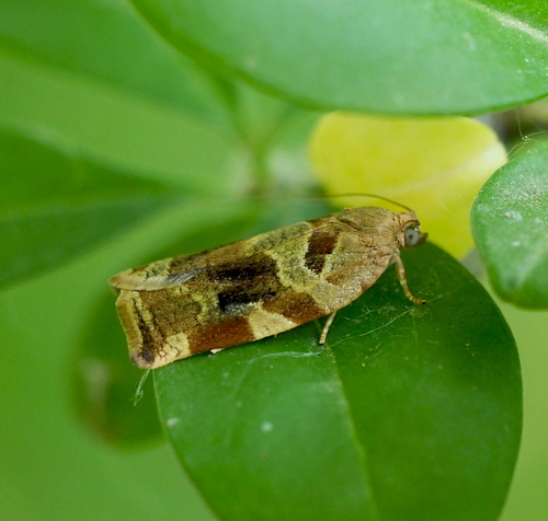 Variegated Golden Tortrix