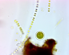 Haematococcus