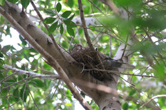 Streptopelia decaocto