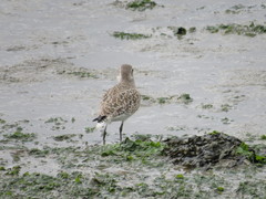 Pluvialis squatarola