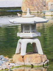 Streptopelia decaocto