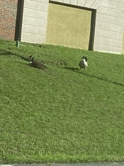 Branta canadensis image