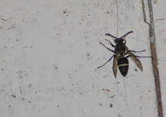 Pseudopolybia compressa