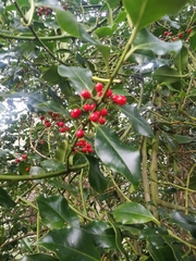 Ilex aquifolium