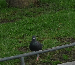 Columba livia