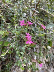 Oplonia spinosa