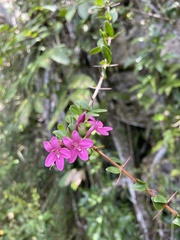 Oplonia spinosa