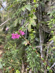 Oplonia spinosa