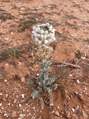 Dimorphocarpa wislizeni