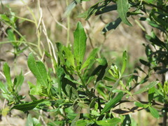 Neolasioptera lathami